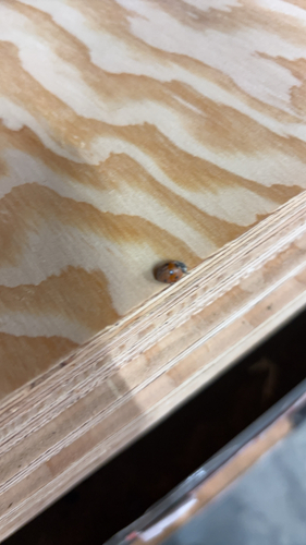 Seven-spotted Lady Beetle