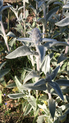 Stachys byzantina