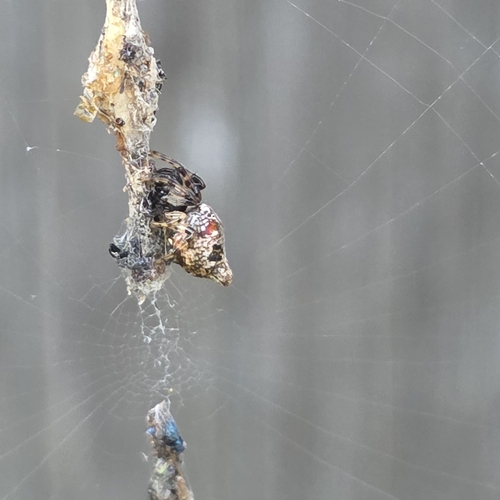 Humped Trashline Orbweaver