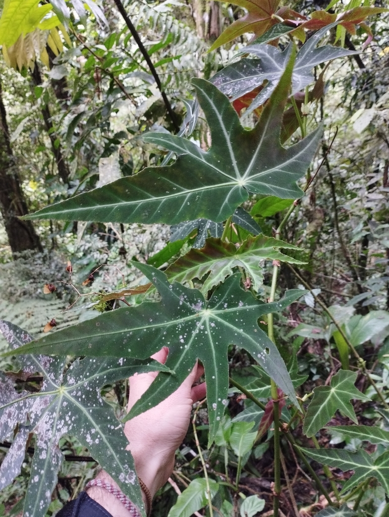 Begonia paranaensis; photograph jbugoni, CC BY, iNaturalist via GBIF