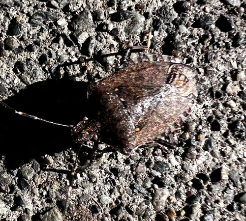 Brown Marmorated Stink Bug
