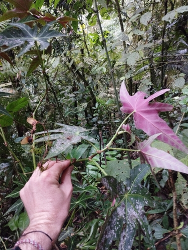 Begonia paranaensis, photograph 1