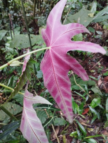 Begonia paranaensis, photograph 2