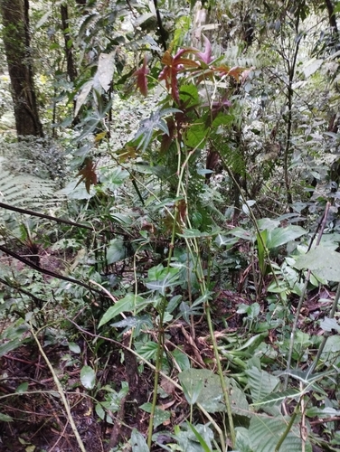 Begonia paranaensis, photograph 3