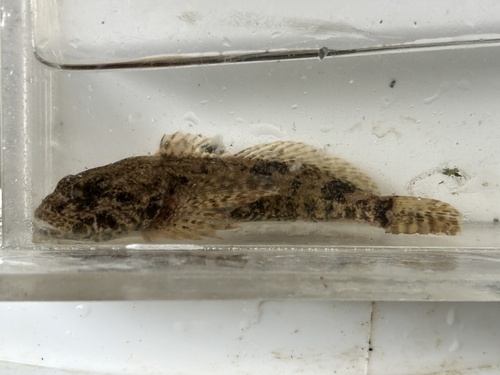Mottled Sculpin