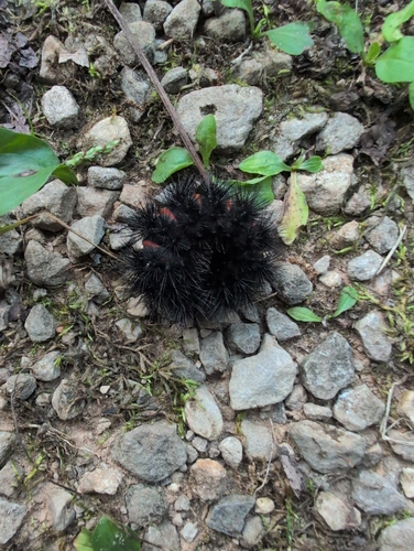 Giant Leopard Moth