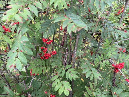 European mountain ash