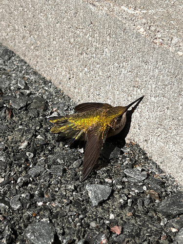 Ruby-throated Hummingbird