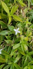 Diodia