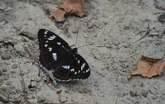 Limenitis helmanni