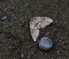 Trichopteryx polycommata