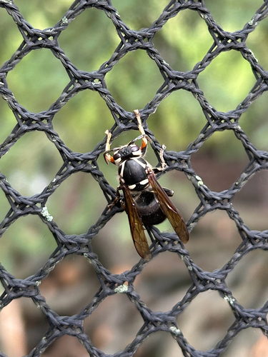 Bald-faced Hornet