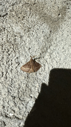 Grass Eggar