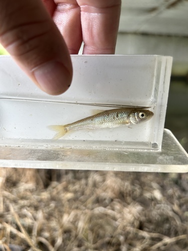 Common Shiner