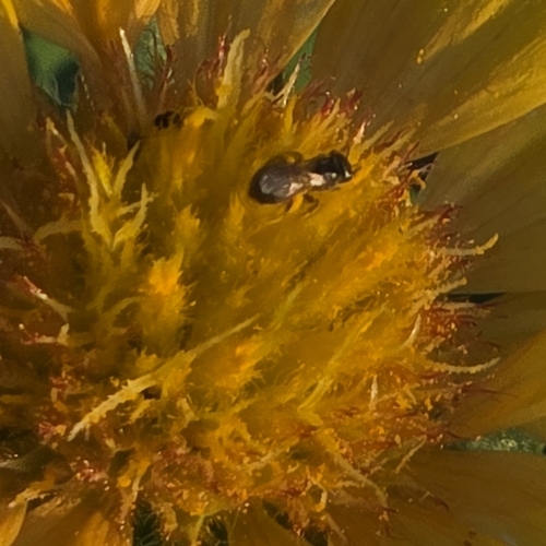 Mesilla Masked Bee