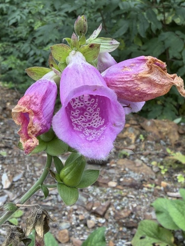 purple foxglove