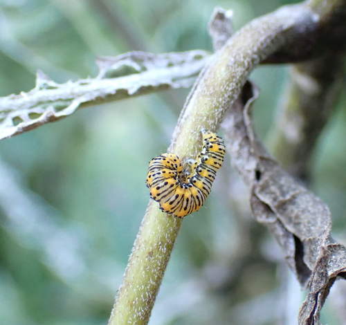 Gold Moth