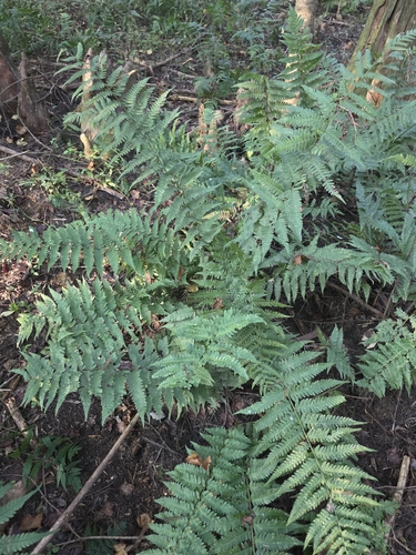 Dryopteris ludoviciana, 2026-09-16