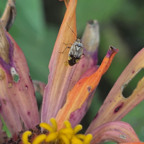 North American Tarnished Plant Bug