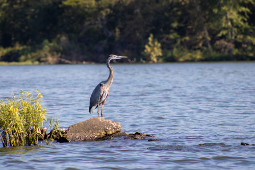 Great Blue Heron