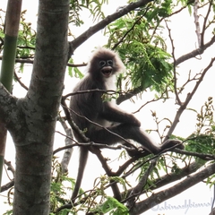 Trachypithecus phayrei