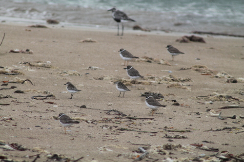 Semipalmated Plover