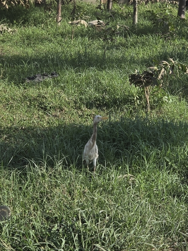 Western Cattle-Egret
