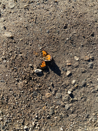 California Tortoiseshell