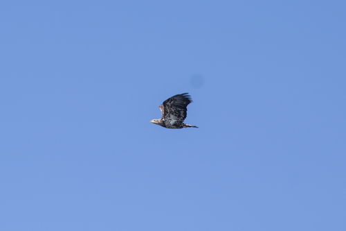 Bald Eagle