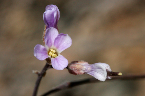 Gunnison's rockcress (Arabis gunnisoniana)