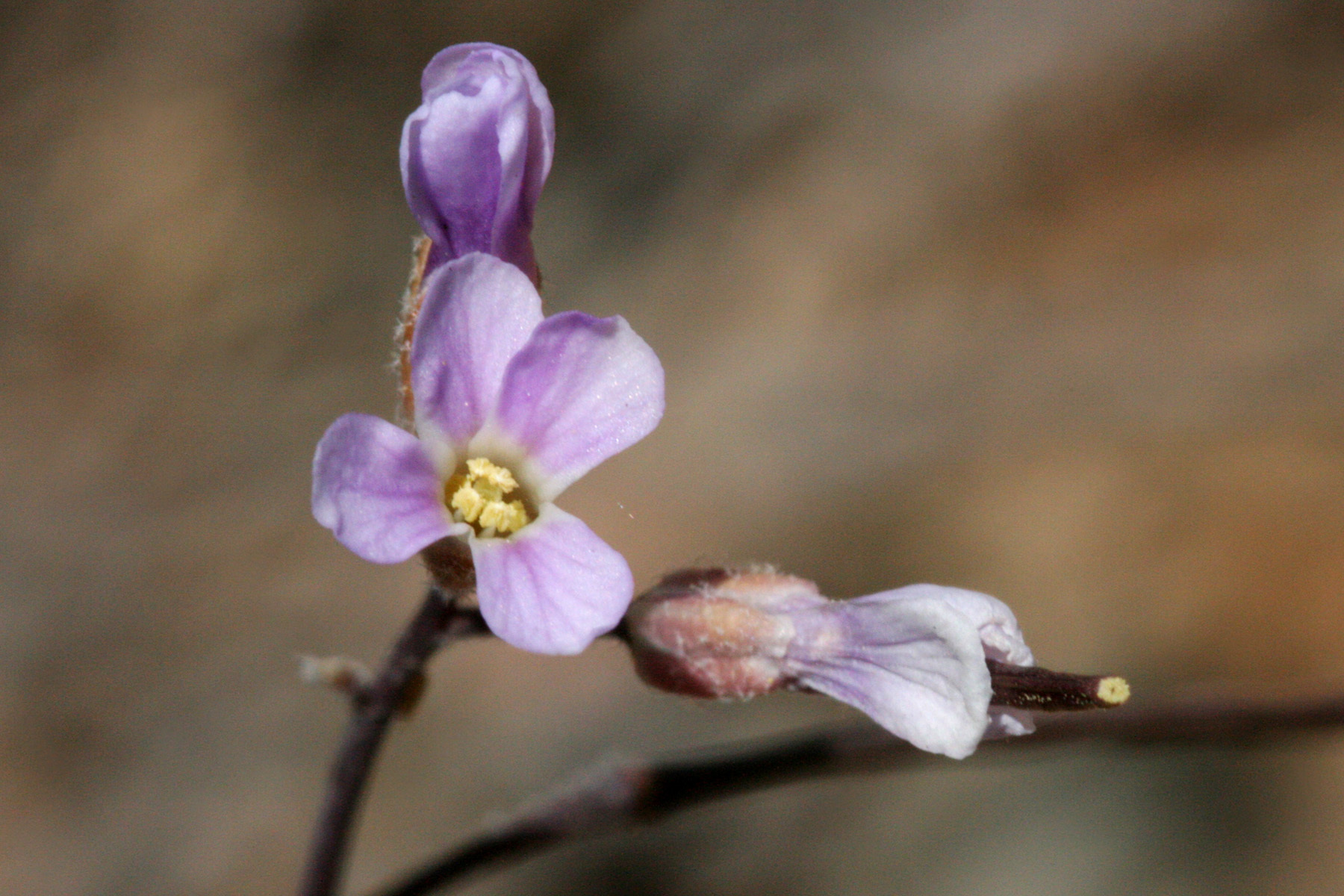 Boechera gunnisoniana