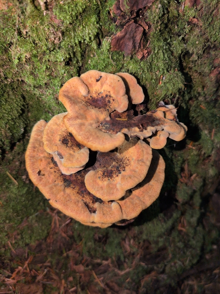 Phaeolus hispidoides · September 2026 · photo: Photo: (c) Nick T., some rights reserved (CC BY-SA) · iNaturalist
