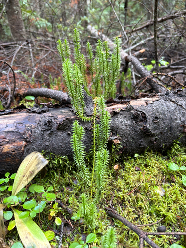 interrupted clubmoss