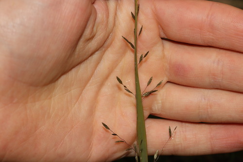 Eragrostis brownii observed 2026-08-23