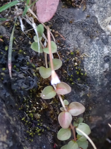 Epilobium brunnescens, photograph 2