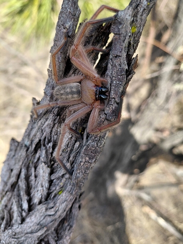 Social Huntsman Spider