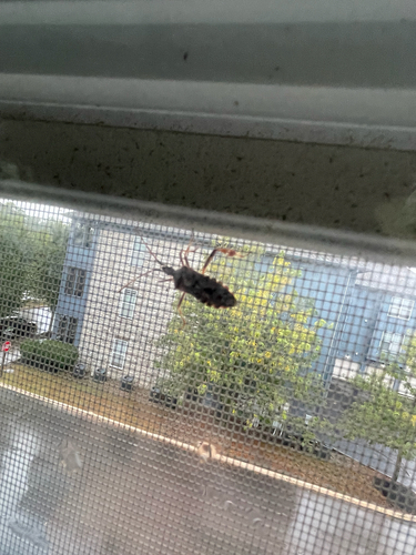 Western Conifer Seed Bug