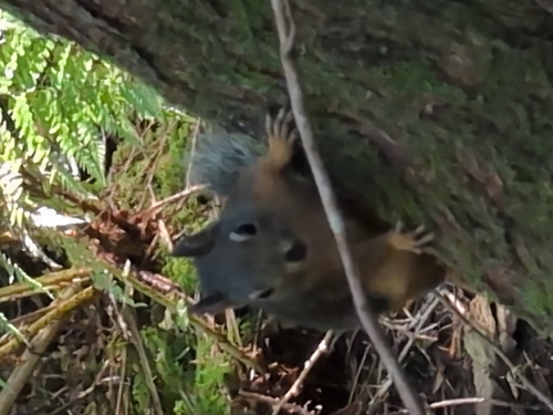 Douglas's Squirrel