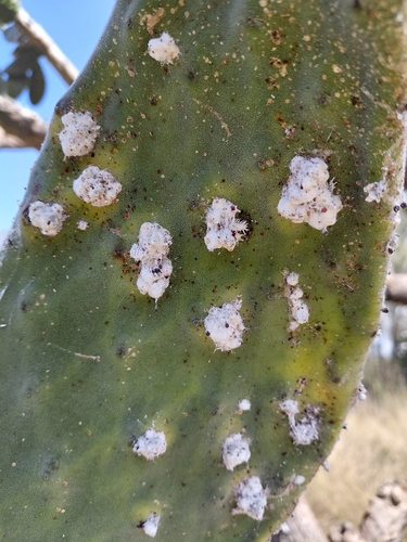 Cactus Scattered Cochineal