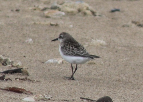 Semipalmated Sandpiper
