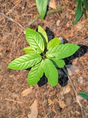 Frangula purshiana, photograph (c) Nick T., some rights reserved (CC BY-SA)