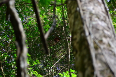 Alouatta macconnelli