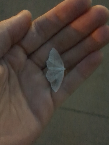Pale Beauty