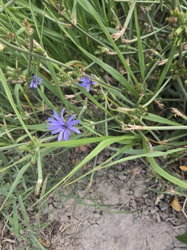 chicory