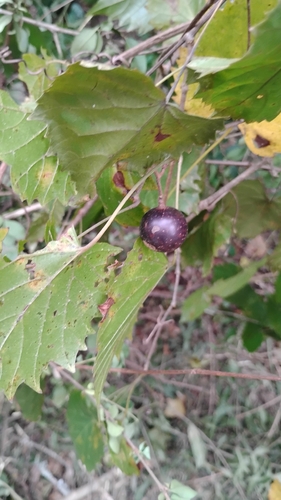 muscadine