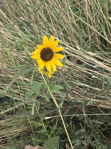 Common Sunflower