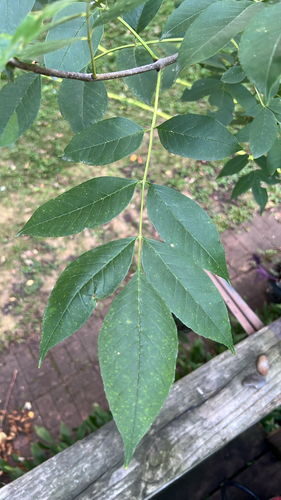 green ash