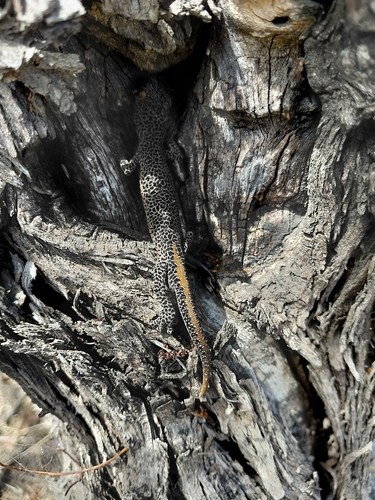 Golden-tailed Gecko