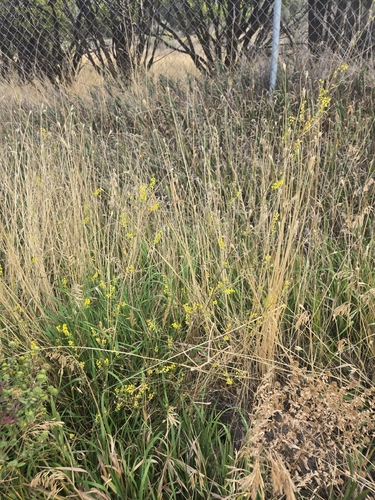 Yellow Sweetclover