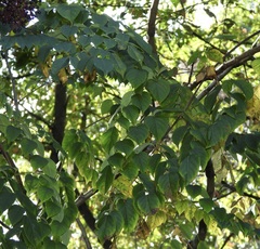 Aralia spinosa, photograph (c) pachips, some rights reserved (CC BY)